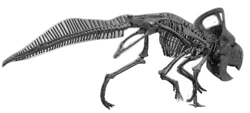 http://www.olga-ok.de/Forum_Zoologist/protozeratops_skelett.jpg